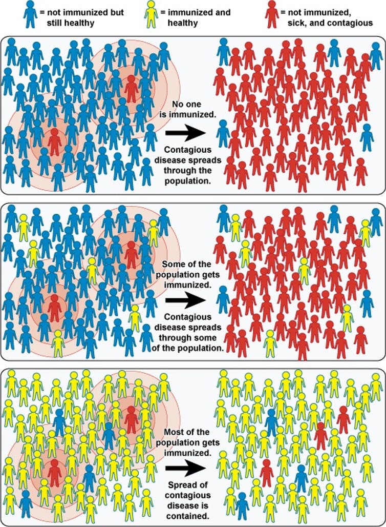 Figura 2. Inmunidad de rebaño. En el panel superior se ejemplifica una población donde no existen individuos vacunados y como se esparce la enfermedad. En el panel de en medio, solo algunos individuos son inmunes o ya están vacunados. En el panel inferior, un gran numero de individuos son inmunes (vacunados) y se contiene la enfermedad. Tomada de https://es.wikipedia.org/wiki/Inmunidad_de_grupo. Autor: De National Institutes of Health (NIH) - Community Immunity (\"Herd\" Immunity), Dominio público, https://commons.wikimedia.org/w/index.php?curid=29552677
