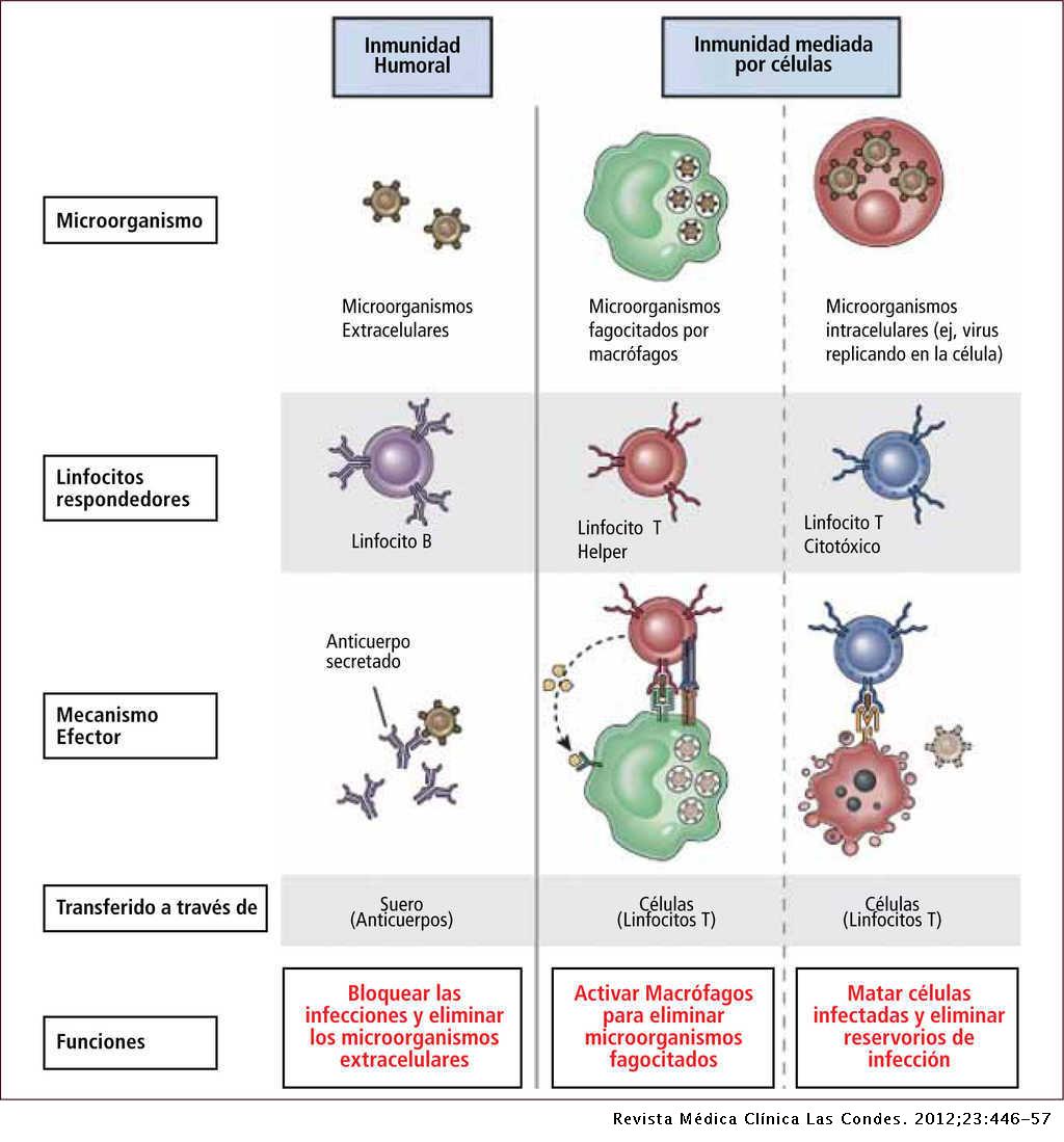 Figura 3. Tipos de inmunidad adaptativa. Tomado de: Abbul K. Abas, Andrew H. Lichtman y Shiv Pillae, Inmunología celular y molecular, Elsevier, 2012.