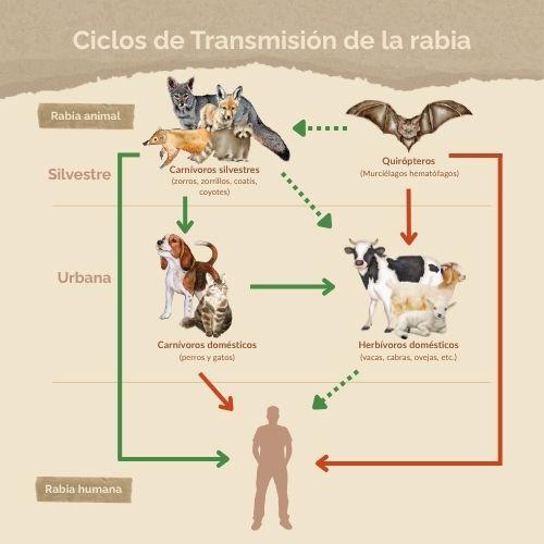 Ciclo de transmisión