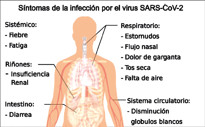 Figura 2. Síntomas de COVID-19. Tomada de https://es.wikipedia.org/wiki/SARS-CoV-2