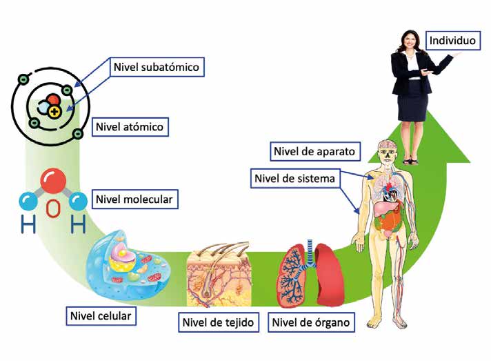 Figura 1: Niveles de organización en el cuerpo humano. Imágenes tomadas de: https://www.pngocean.com/