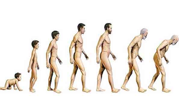 Figura 1. Envejecimiento humano. Figura tomada de https://sites.google.com/site/culturacientifica1234567890/primer-trimestre/detienen-por-primera-vez-el-envejecimiento-humano