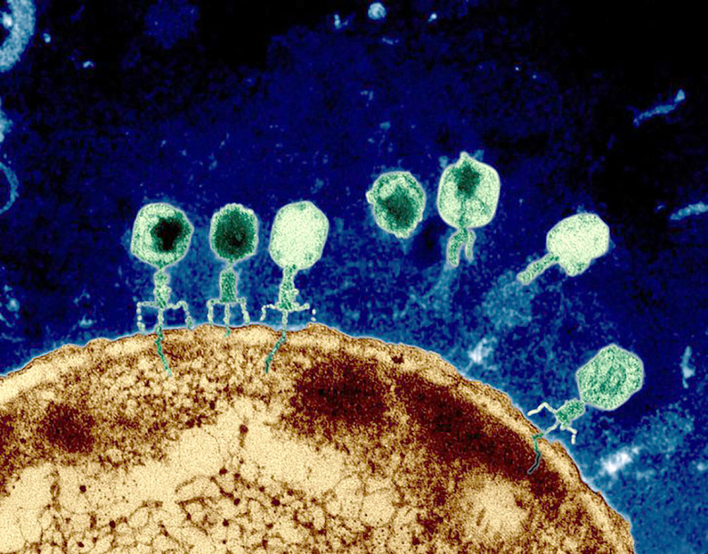 Figura 3. Bacteriófagos infectando una bacteria. Tomada de https://www.newyorker.com/tech/annals-of-technology/phage-killer-viral-dark-matter