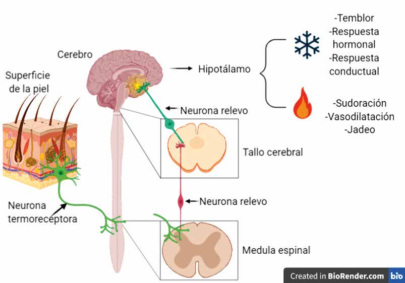 Figura 1. La percepción de la temperatura desde la sensación en la piel, la integración en el cerebro hasta la respuesta.