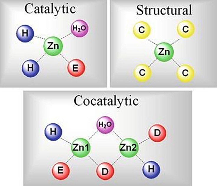 Figura 3. Representación de la organización del átomo zinc para realizar sus diferentes funciones. Tomada de https://link.springer.com/referenceworkentry/10.1007%2F978-1-4614-1533-6_182