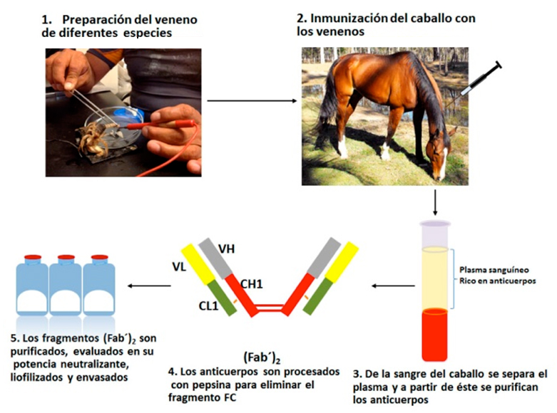 Figura 3. Proceso usado en la actualidad para producir antivenenos en caballos contra la picadura de alacrán. Tomada de http://www.revista.unam.mx/vol.15/num11/art84/art84.pdf