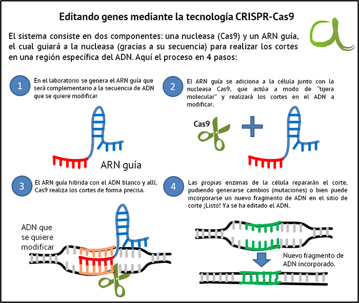 Figura 1. Tecnología de edición genética CRISPR/Cas9. Tomada de: http://newsnet.conacytprensa.mx/index.php/fotostock/mediaitem/16632-edicion-de-genes-con-tecnica-crispr